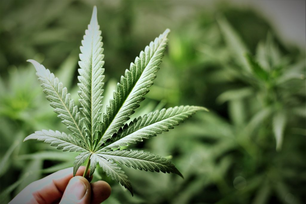 Cannabis terapeutica, M5S: assoluzione De Benedetto buona notizia.