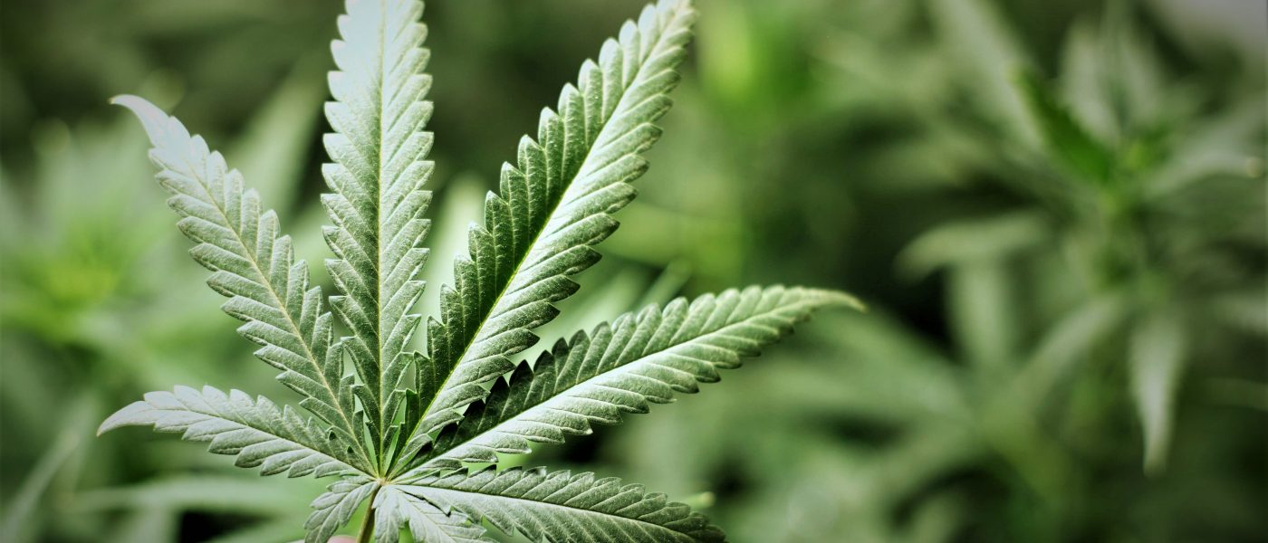 Cannabis terapeutica, M5S: assoluzione De Benedetto buona notizia.