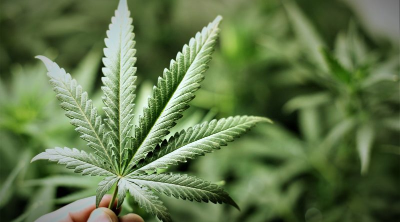 Cannabis terapeutica, M5S: assoluzione De Benedetto buona notizia.