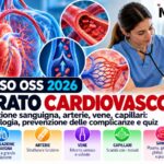Concorso oss 2026: apparato cardiovascolare, anatomia e quiz