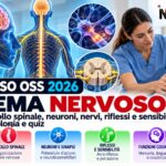 Concorso oss 2026: sistema nervoso, anatomia, fisiologia e quiz
